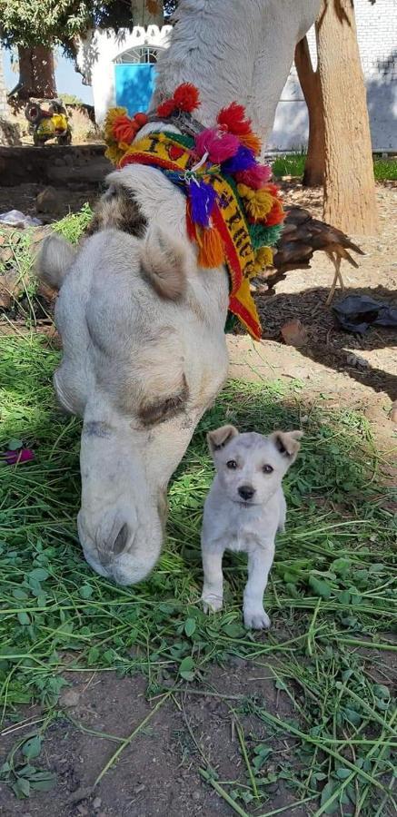 Habibi Nubian Guest House-Nubian Hospitality Asvan Dış mekan fotoğraf